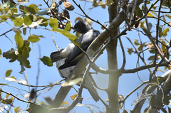 Conioptilon mcilhennyi