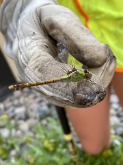 Ophiogomphus rupinsulensis