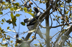 Conioptilon mcilhennyi