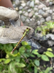 Ophiogomphus rupinsulensis