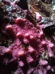 Stylantheca papillosa