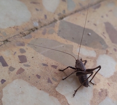 Thyreonotus corsicus