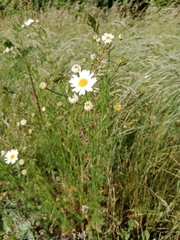 Tripleurospermum inodorum