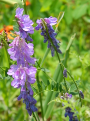 Vicia cracca cracca