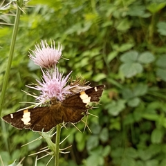 Pseudocoladenia dan fatih