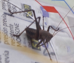 Thyreonotus corsicus