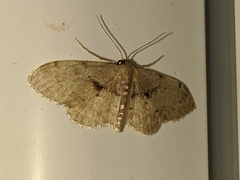Idaea laevigata