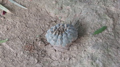 Lophophora williamsii