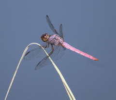 Orthemis ferruginea