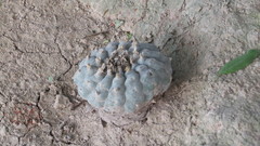 Lophophora williamsii