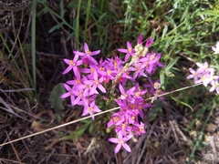 Centaurium quadrifolium