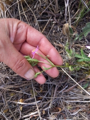 Centaurium quadrifolium