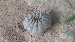 Lophophora williamsii