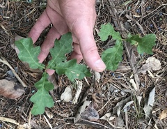 Quercus sinuata breviloba