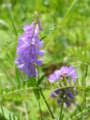 Vicia cracca cracca