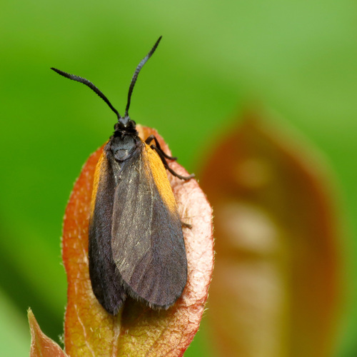 Photo of Orange-patched Smoky Moth (Pyromorpha dimidiata)