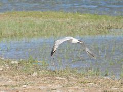 Ichthyaetus relictus