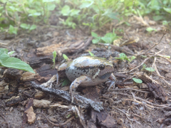 Hypopachus variolosus