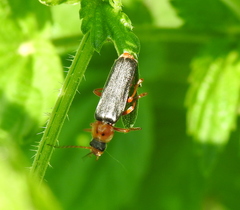 Cantharis annularis