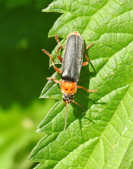Cantharis annularis