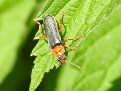 Cantharis annularis