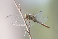 Orthemis ferruginea