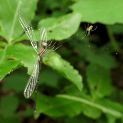 Argia tibialis