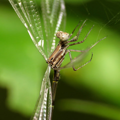 Argia tibialis