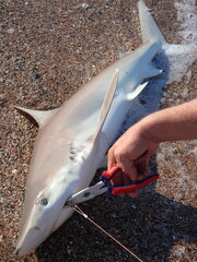 Carcharhinus acronotus