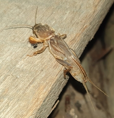 Gryllotalpa orientalis