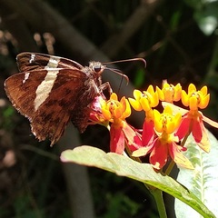 Thorybes pseudocellus