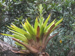 Tillandsia fendleri