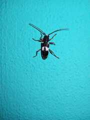 Enaphalodes coronatus
