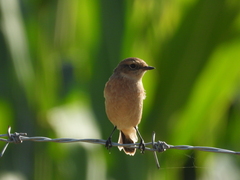 Saxicola stejnegeri