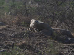 Spermophilus dauricus