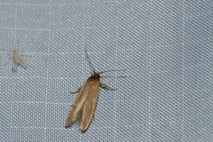 Holcocera immaculella