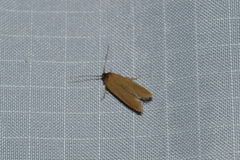 Holcocera immaculella