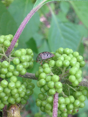 Diolcus chrysorrhoeus