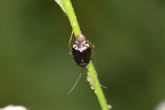 Deraeocoris ater