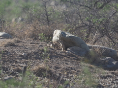 Spermophilus dauricus