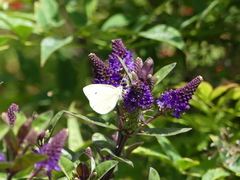 Pieris rapae