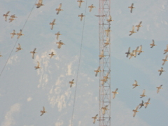 Sibirionetta formosa