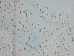 Sibirionetta formosa