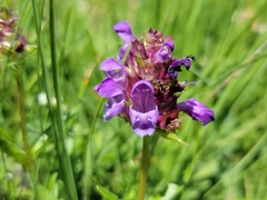 Prunella grandiflora