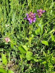 Prunella grandiflora