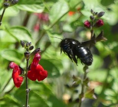 Xylocopa violacea