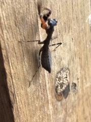 Pseudomiopteryx infuscata