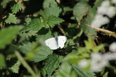 Pieris napi