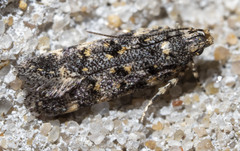 Chionodes bicostomaculella