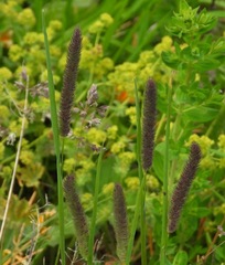 Phleum alpinum